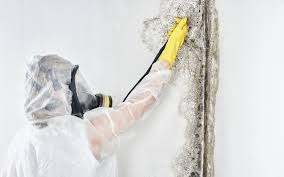 Best Mold Remediation for Healthcare Facilities in Upland, PA